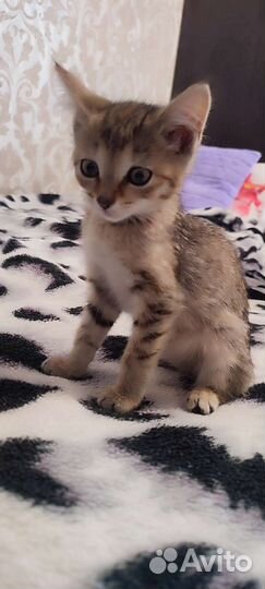 Отдам котенка в добрые руки