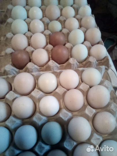 Домашнее куриное яйцо, пищевое
