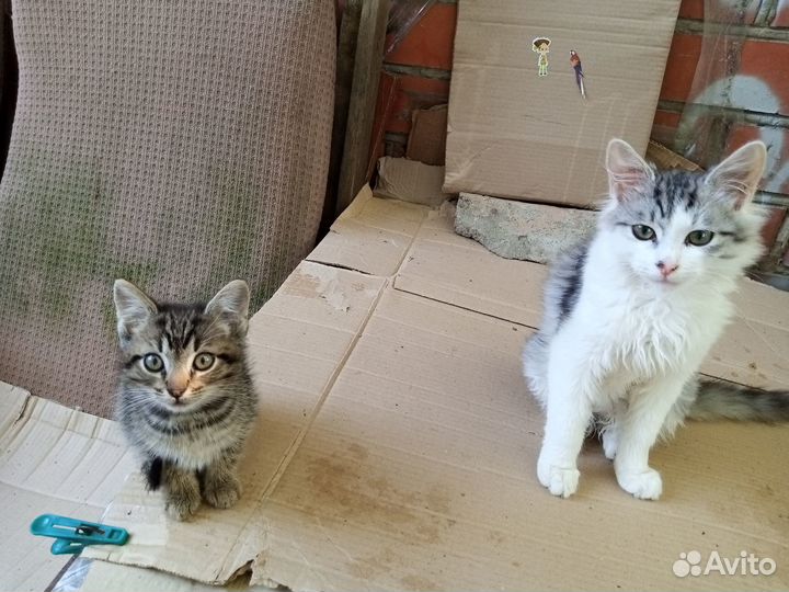 Котенок ищет дом