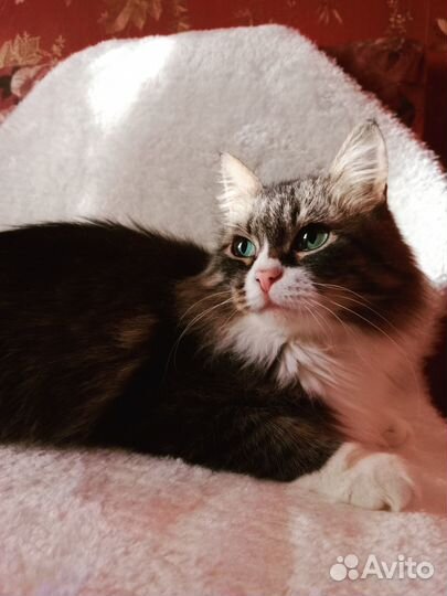 Миниатюрная красотка Мусяшка ищет добрые ручки