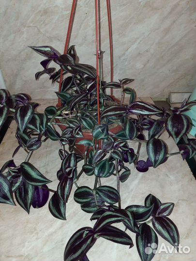 Ампельные растения. Акалифа, Традесканция и др