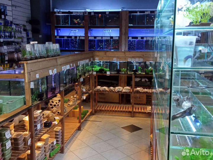 Гигрофила на питательной кочке