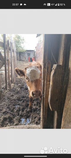 Телочка 4 месяца