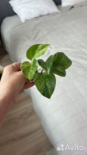 Эпипремнумы