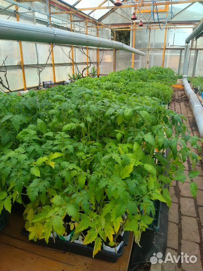 Рассада овощных культур и цветов