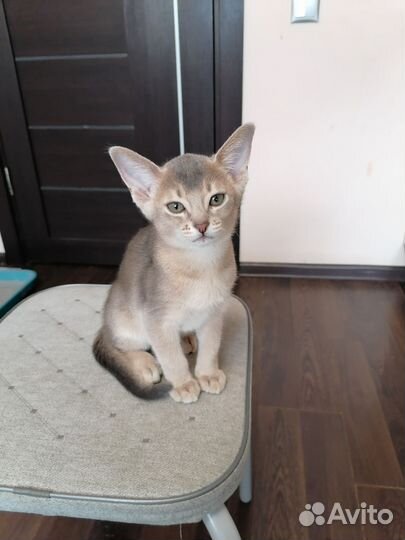 Абисинский котенок