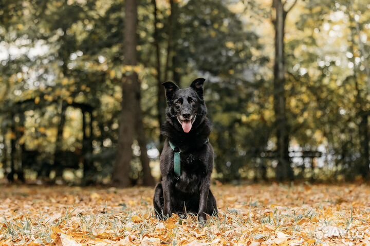 Собака в добрые руки