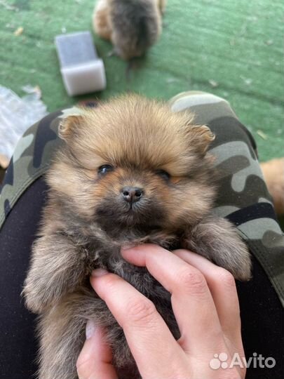 Щенки померанского шпица