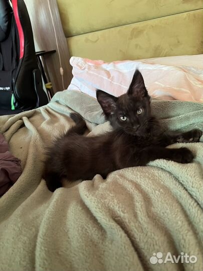 Котята Мейн кун девочка черный дым
