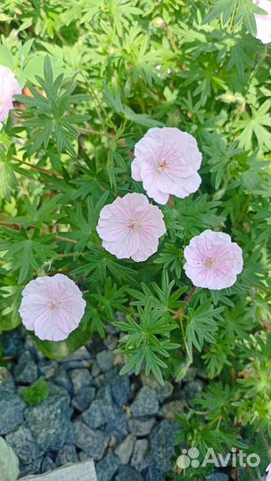 Герань садовая многолетняя