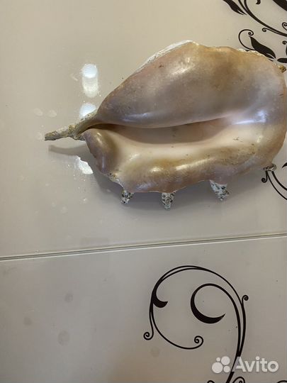 Морские ракушки раковины