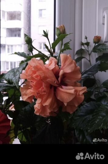 Гибискус китайская роза,кремого цвета