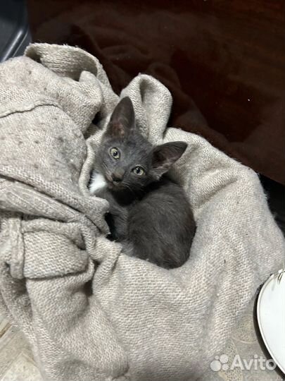 Котенок Мальчик серый