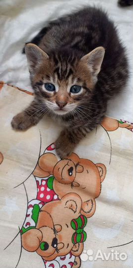 Бенгальские котята