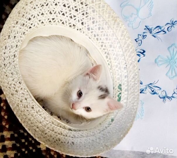 Маленькая кошечка ищет добрых хозяев