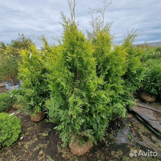 Туя западная Голден Брабант 140-160 см