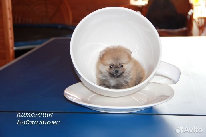 Мини шпицы. Иркутск