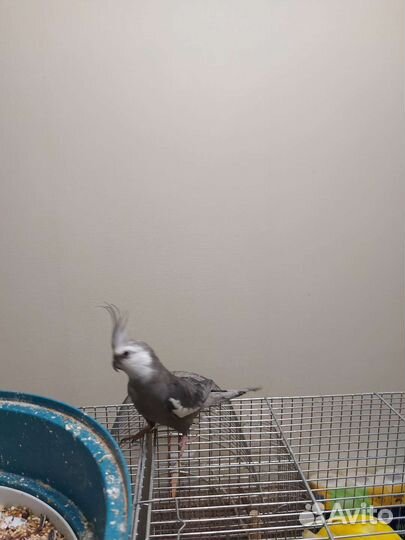 Попугай корелла