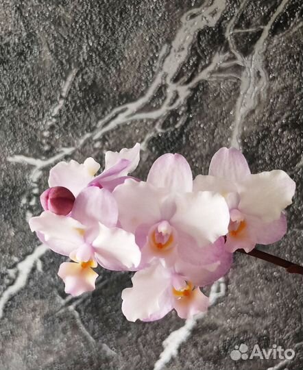 Орхидея фаленопсис Сакура
