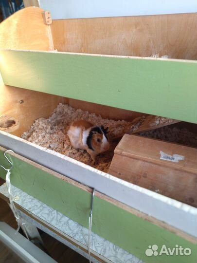 Морская свинка с шикарными апартаментами