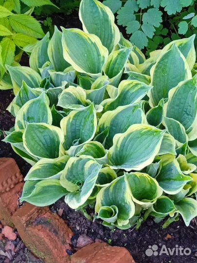 Цветы хоста