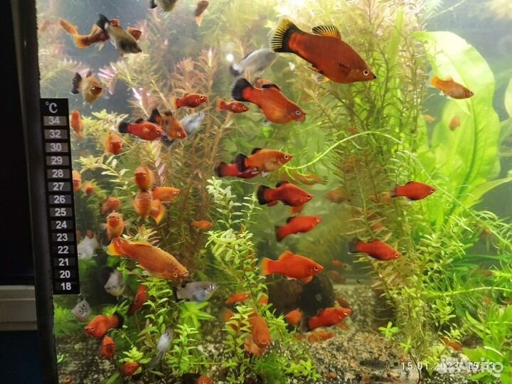 Аквариумные рыбки