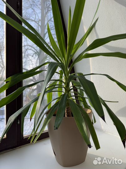 Пальма юкка в горшке