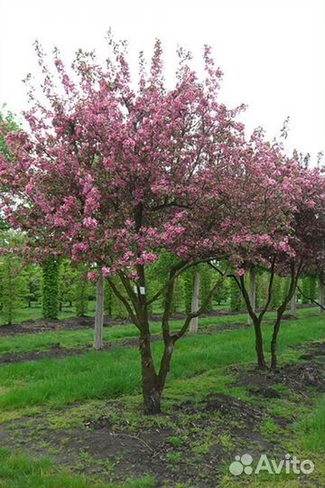 Саженцы яблони