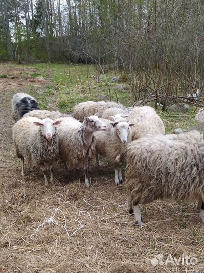 Баран и овцы