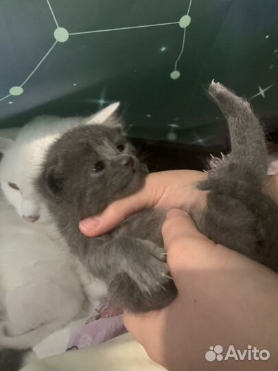 Котята турецкой ангоры