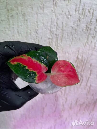 Аглаонема donfang red малыши