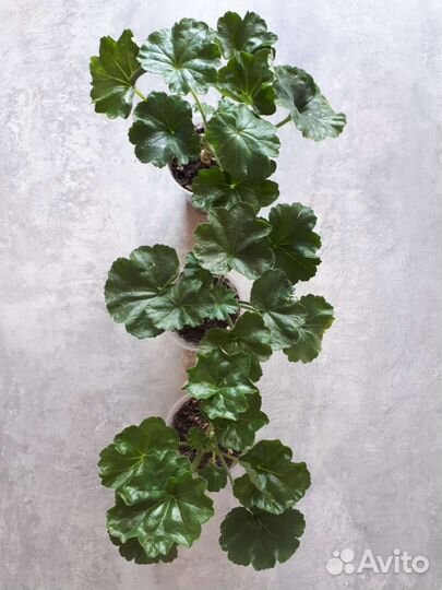 Пеларгония Victoria Andrea