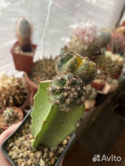 Кактус Discocactus variegata