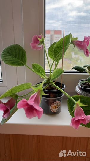 Глоксиния тидея