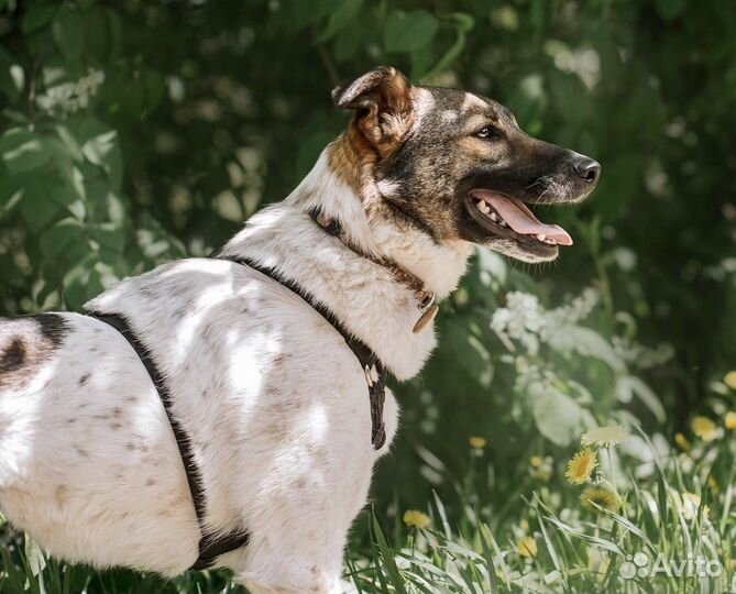 Собака в добрые руки бесплатно