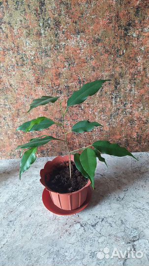 Цветок Фикус молоденький