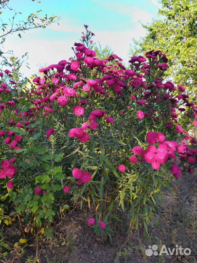 Астра альпийская и хризантемы