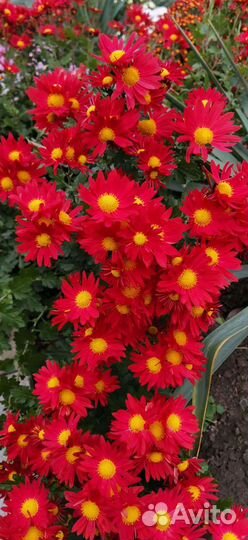 Мультифлоры, хризантема, кусты и маточники