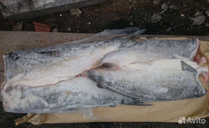 Серебряный лосось (Кижуч)