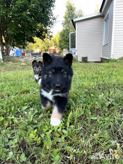 Отдам щенка в добрые руки