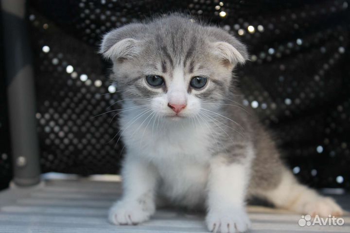 Вислоухие котята