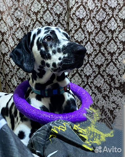 Далматинец ищет невесту