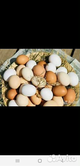 Домашние куриные яйца