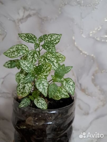 Комнатные цветы гипестис