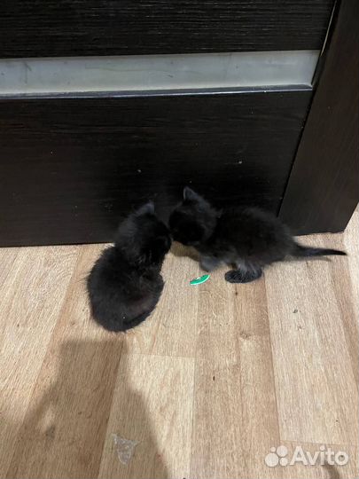 Котята
