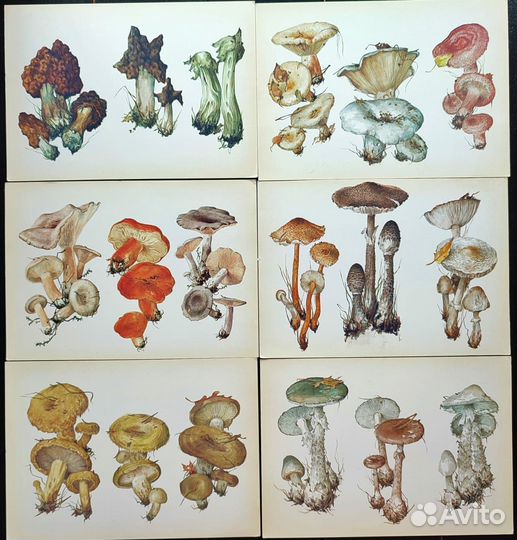 Винтажные ботанические открытки грибы