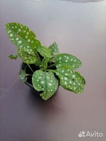 Многолетние садовые цветы