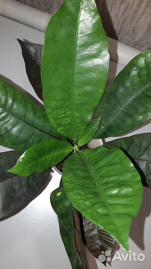 Кротон Миссис айстон