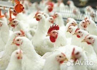 Упаковщик с еженедельными авансами / ст.Выселки