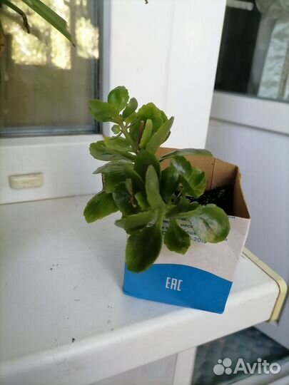 Каланхоэ цветущий